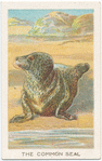 The common seal.