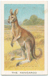 The kangaroo.