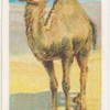 The Arabian camel.