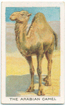 The Arabian camel.