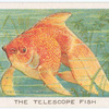 The telescope fish.