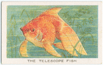 The telescope fish.