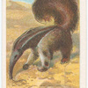The great ant-eater.