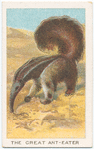 The great ant-eater.