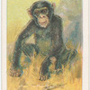 The chimpanzee.