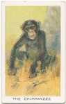 The chimpanzee.