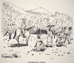 Gathering limes