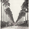 Santa Cruz. " King's road is lined from beginning to end with Royal palms. "