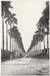 Santa Cruz. " King's road is lined from beginning to end with Royal palms. "