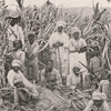 Santa Cruz. " It is sugar everywhere - the grown people are cutting it in the fields. "