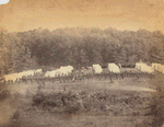 Camp at Gettysburg [Elevated view of troops and officers in formation in front of several rows of tents]