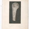 Bone (humerus)