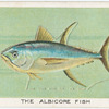 The albicore fish.