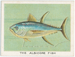 The albicore fish.