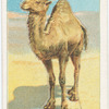 The Arabian camel.