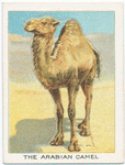 The Arabian camel.