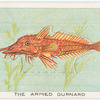 The armed gurnard.