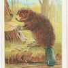 The beaver.