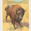 The bison.