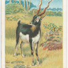 Black buck.