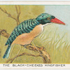 The black-cheeked kingfisher.