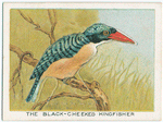 The black-cheeked kingfisher.