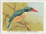 The black-cheeked kingfisher.