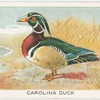 Carolina duck.