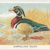 Carolina duck.