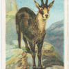 The chamois.