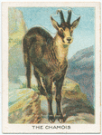 The chamois.