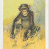 The chimpanzee.