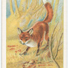Common fox.