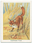 Common fox.