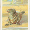 The common seal.