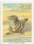 The common seal.