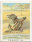 The common seal.