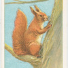 The common squirrel.