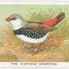 The diamond sparrow.