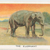 The elephant.