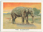 The elephant.