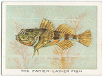 The father-lather fish.