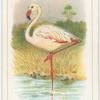 The flamingo.