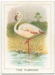 The flamingo.