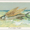 Flying fish.