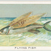 Flying fish.