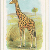 The giraffe.