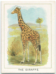 The giraffe.