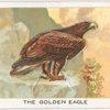 The golden eagle.