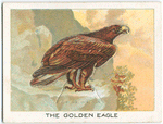 The golden eagle.